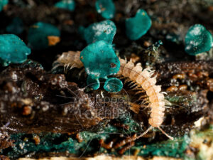 Myriapode Polydesme avec champignons Pezizes turquoises