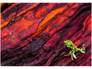 Tirage photo Fine Art Poulpe lichen 50x70cm