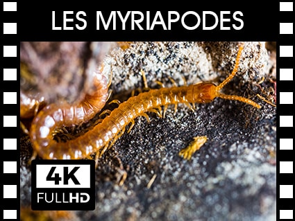 Vidéos Myriapodes