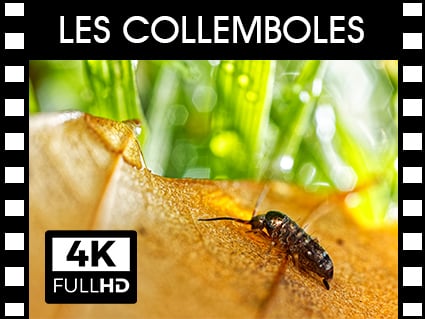 Vidéos Collemboles