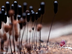 Collembole globulaire et fructifications de myxomycètes Stemonitis sp.