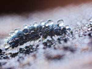 Collembole Neaura sp. recouvert de gouttes d'eau