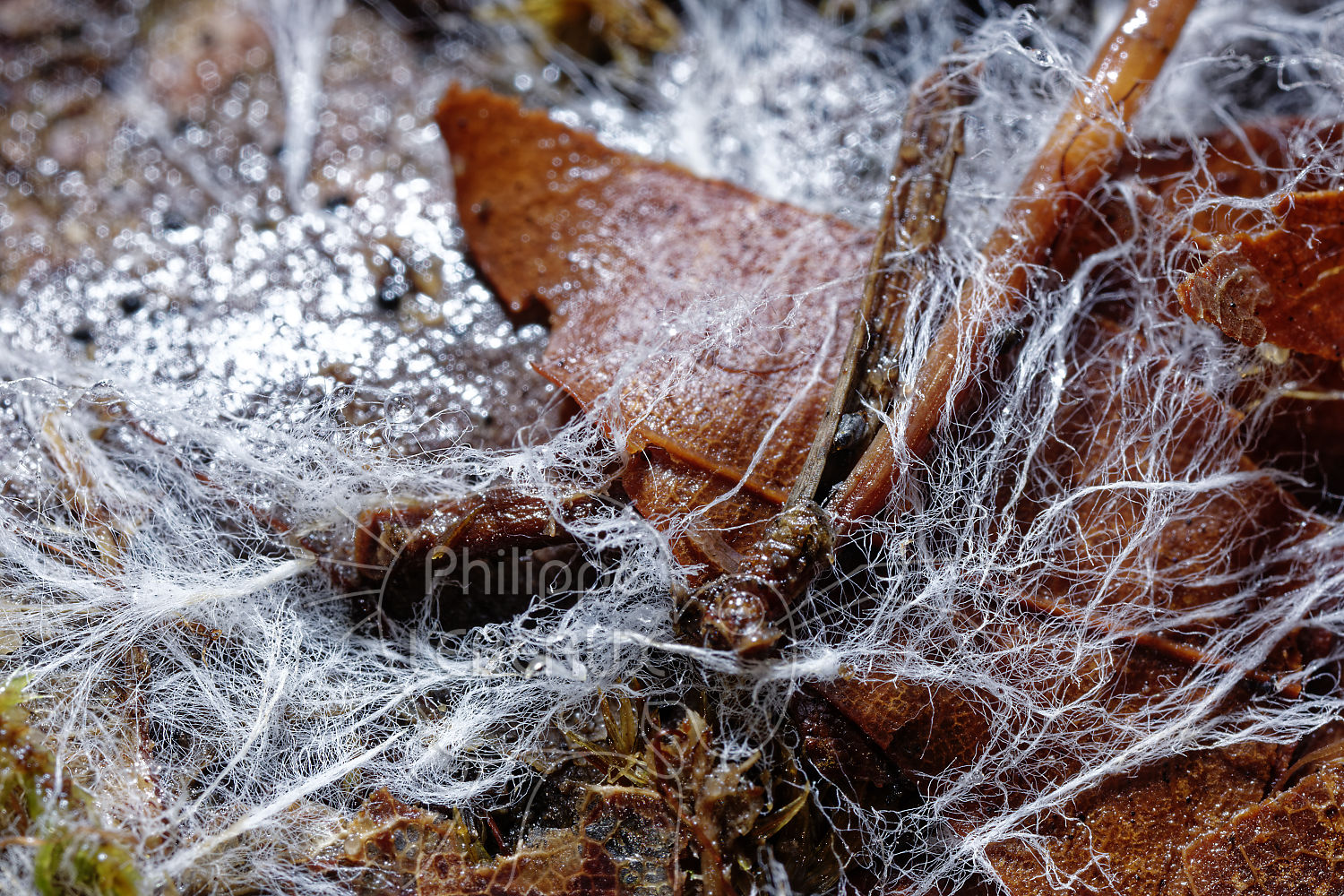 Mycélium sur feuille en décomposition