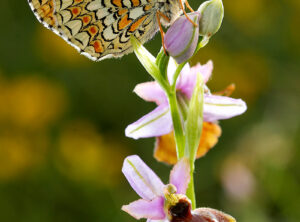 Macrophotographie