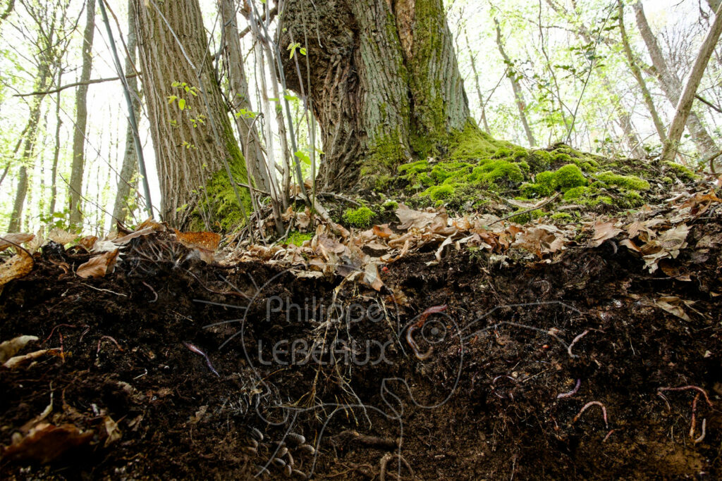 Montage photo profil d'un sol forestier avec organismes