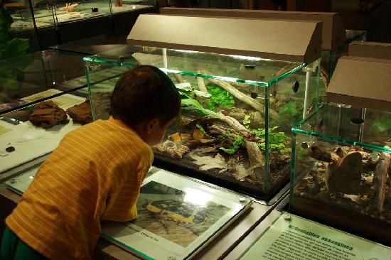 Enfant regardant un terrarium