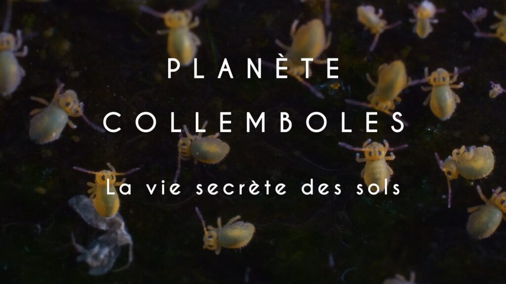 Visuel Film Planète Collemboles